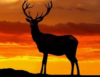 Nurten Tosun-Geyik ve insan 191025.jpg